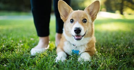 Annual Vaccination With Deworming And Grooming For Your Furry Friends Dubai TMLH.com Special Offers, Deals & Discounts in Turkey