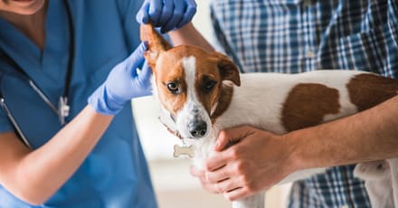 Ensure Your Pets Health With Annual Vaccination For Cat Or Dog! Dubai TMLH.com Special Offers, Deals & Discounts in Turkey