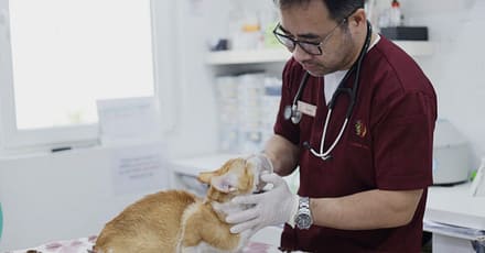 Pamper Your Cat Or Dog With Full Grooming – Wash, Haircut, And More Abu Dhabi TMLH.com Special Offers, Deals & Discounts in Turkey 2