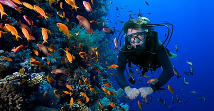 Snorkeling Or Scuba Diving Experience At Al Boom Diving Dubai TMLH.com Special Offers, Deals & Discounts in Turkey