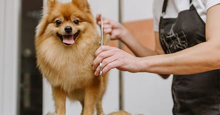 Full Grooming For Small, Medium, Large, Or X-Large Pet Dubai TMLH.com Special Offers, Deals & Discounts in Turkey