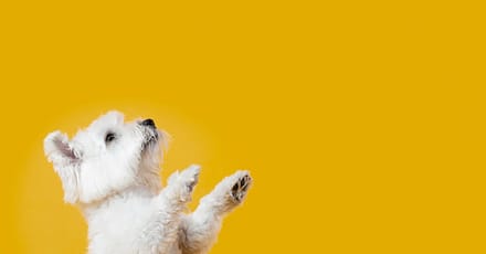 Full Grooming Service – Cat Or Small, Medium Or Large Dog Package Dubai TMLH.com Special Offers, Deals & Discounts in Turkey