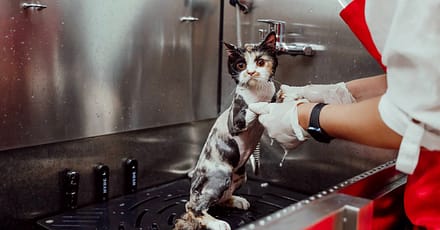 Specialized Veterinary Care With Surgery And Collar Included For Pets Sharjah & N. Emirates TMLH.com Special Offers, Deals & Discounts in Turkey 6