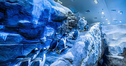 Explore Dubai Aquarium, Underwater Zoo And Penguin Cove Dubai TMLH.com Special Offers, Deals & Discounts in Turkey