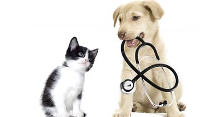 Get Specialized Vet Care For Your Pet At Cute Cat Veterinary Clinic Sharjah & N. Emirates TMLH.com Special Offers, Deals & Discounts in Turkey