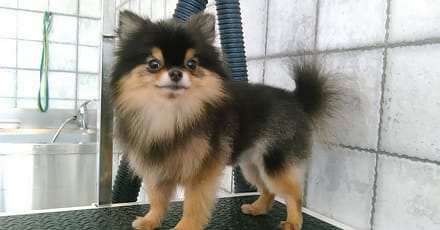 Pet Grooming Package At Sweet Grooming Pet Salon Abu Dhabi TMLH.com Special Offers, Deals & Discounts in Turkey
