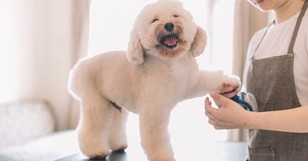 Up To 42% Off On At Cloud Pet Salon And Boarding Sharjah & N. Emirates TMLH.com Special Offers, Deals & Discounts in Turkey