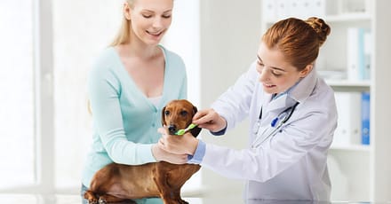 Boost Pet Wellness: Dental Scaling And Sedation For Cats And Dogs Dubai TMLH.com Special Offers, Deals & Discounts in Turkey