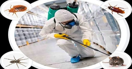 Pest Control Service – General Dubai TMLH.com Special Offers, Deals & Discounts in Turkey