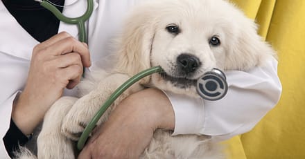 Veterinary Services For A Dog Or Cat At Zoo Veterinary Clinic Abu Dhabi TMLH.com Special Offers, Deals & Discounts in Turkey