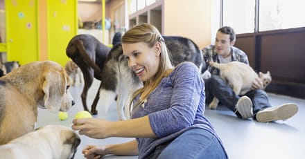 Kennel / Boarding Abu Dhabi TMLH.com Special Offers, Deals & Discounts in Turkey