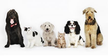 Up To 35% Off On At Noor Al Hayah Pets Hairdressing Salon Sharjah & N. Emirates TMLH.com Special Offers, Deals & Discounts in Turkey