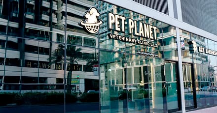 Full Grooming For Cat Or Small Dog, Medium, Large, Or Extra Large Dog Dubai TMLH.com Special Offers, Deals & Discounts in Turkey
