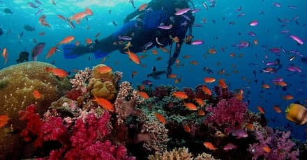 Dive, Snorkeling Or Boat Trip In Fujairah Dubai TMLH.com Special Offers, Deals & Discounts in Turkey