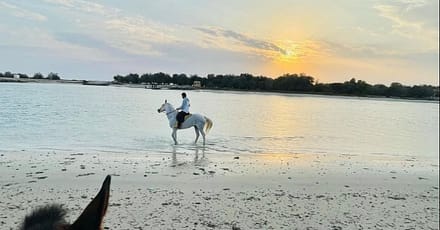 Horseback Riding By The Beach Dubai TMLH.com Special Offers, Deals & Discounts in Turkey