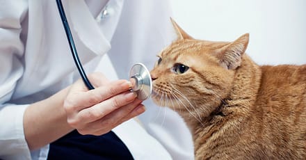 Vet Dubai TMLH.com Special Offers, Deals & Discounts in Turkey
