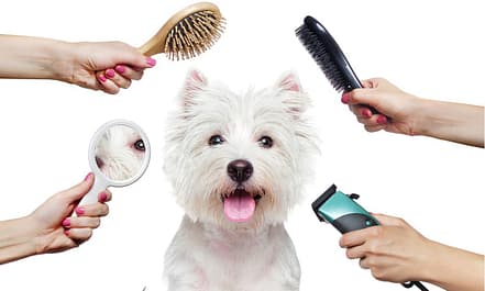 Grooming For Medium Dogs, Large Dogs, And Cats/Small Dogs Dubai TMLH.com Special Offers, Deals & Discounts in Turkey 6