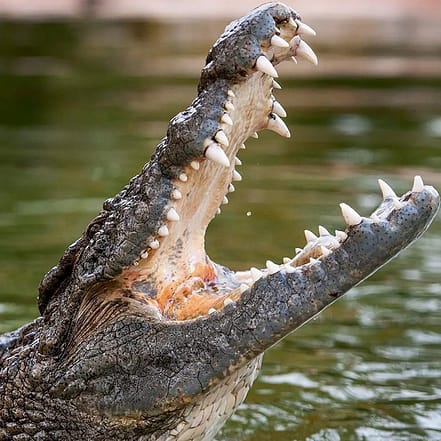 Dubai Crocodile Park – Must-see attractions TMLH.com Special Offers, Deals & Discounts in Turkey