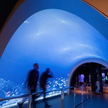 Marassi Aquarium & Underwater Zoo Tickets – Top-Rated Attractions TMLH.com Special Offers, Deals & Discounts in Turkey