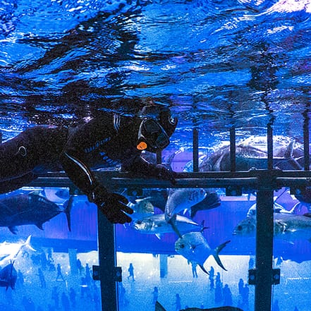 Shark Dive in Dubai Aquarium (Certified Divers Only) – Recently Added Experiences TMLH.com Special Offers, Deals & Discounts in Turkey