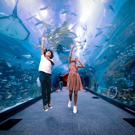 Dubai Aquarium & Underwater Zoo – Regular Pass – Experiences TMLH.com Special Offers, Deals & Discounts in Turkey
