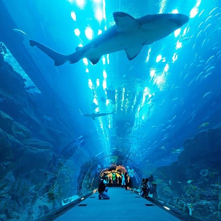 Dubai Aquarium & Underwater Zoo – Gold – Experiences TMLH.com Special Offers, Deals & Discounts in Turkey