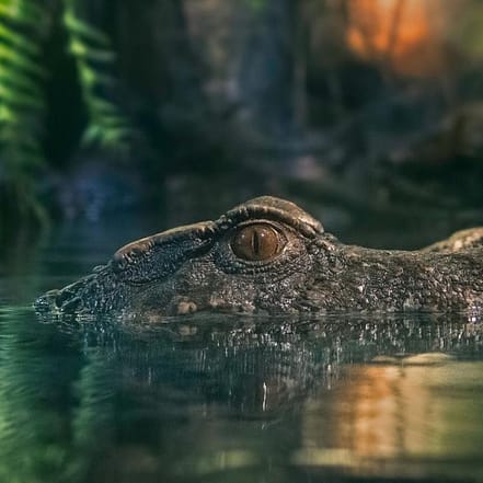 Dubai Aquarium & Underwater Zoo – King Crock Encounter – Experiences TMLH.com Special Offers, Deals & Discounts in Turkey